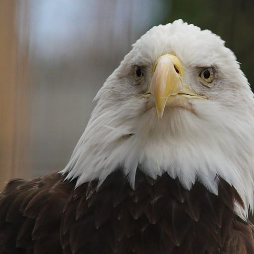 A bald eagle in its habitat in Raptor Ridge at Philadelphia Zoo.
