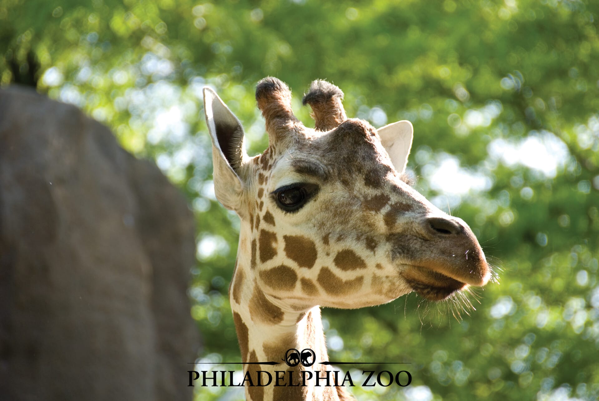 ReticulatedGiraffe highres