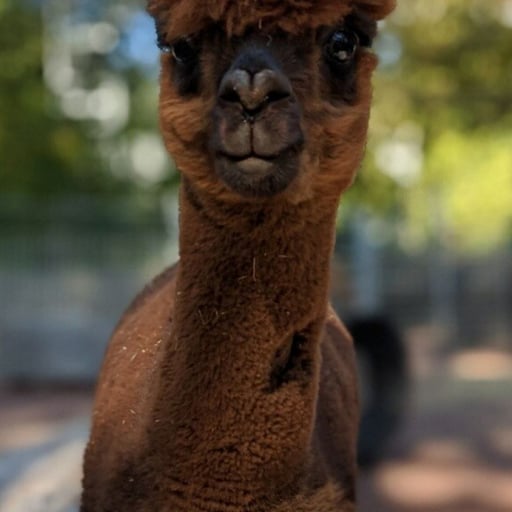 Alpaca Elroy Zooathon story