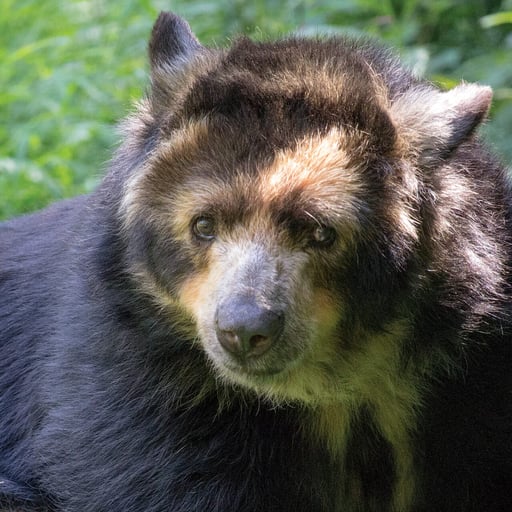 Andean.SpectacledBear Rosie 3395