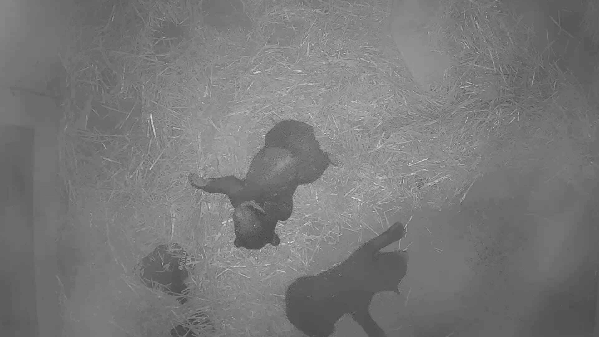 Philadelphia Zoo Celebrates Conservation Win with Birth of Two Sloth Bear Cubs