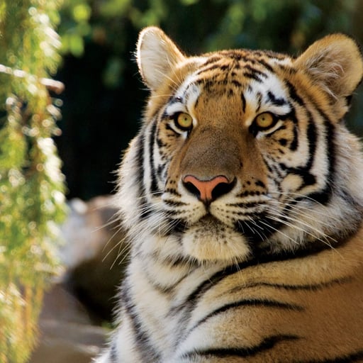 big cat falls tiger