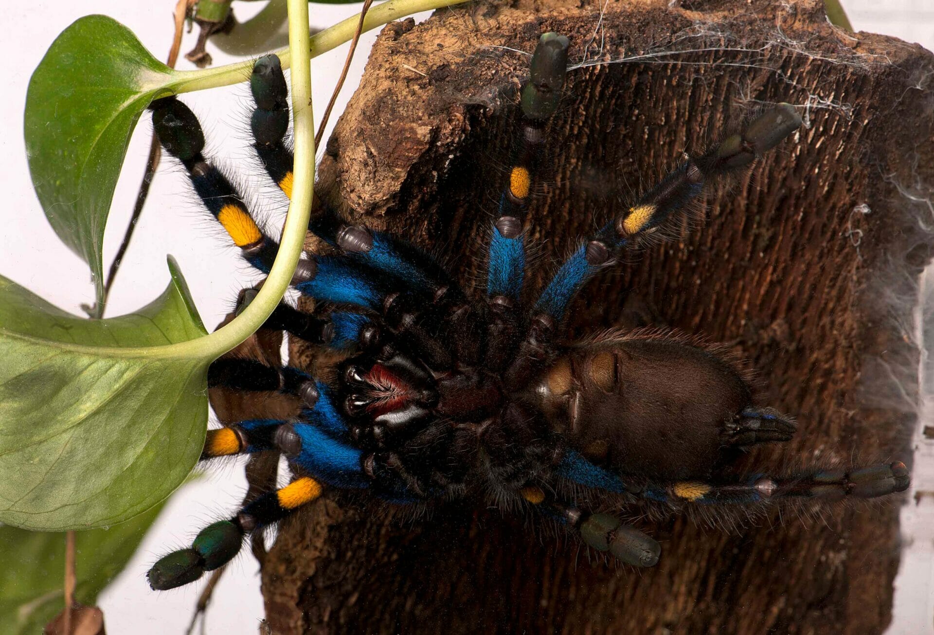 Spiders Alive Gooty sapphire ornamental