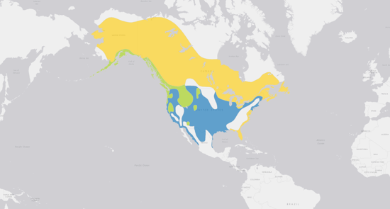 A visual map of the range of bald eagles, which includes the United States, Canada, Alaska, and parts of Mexico.