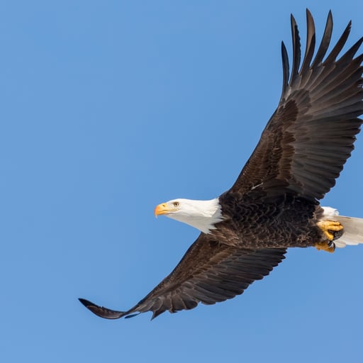 A bald eagle (haliaeetus leucocephalus) flies through a clear blue sky.