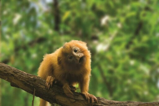 GoldenLionTamarin Baby 08 512x343 1