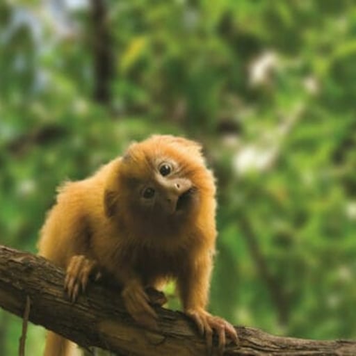 GoldenLionTamarin Baby 08 512x343 1