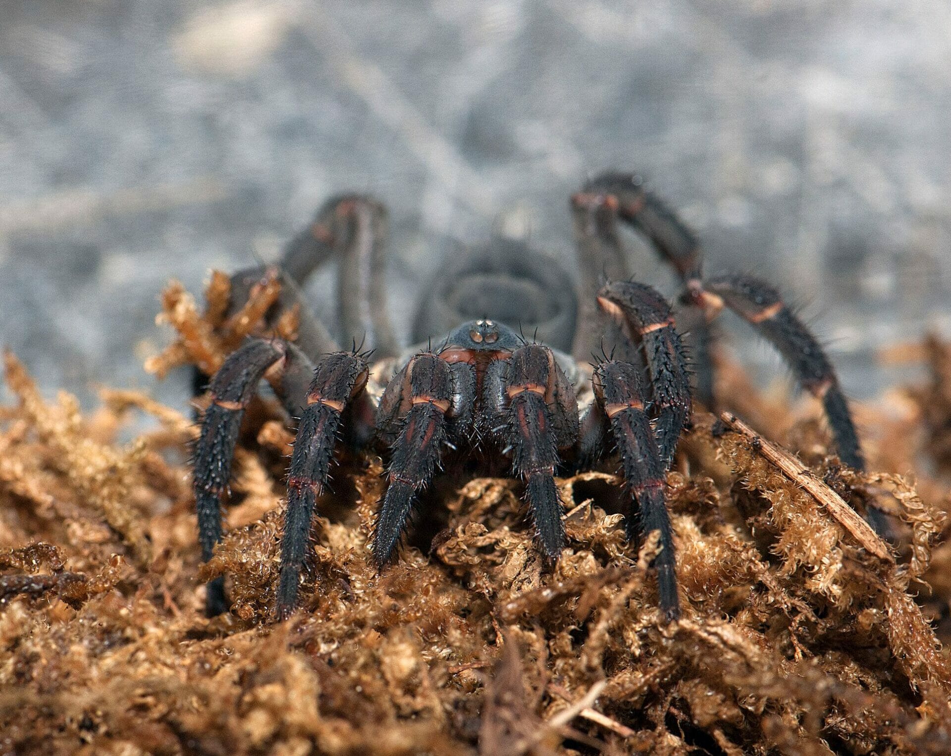 Spiders Alive Trapdoor spider