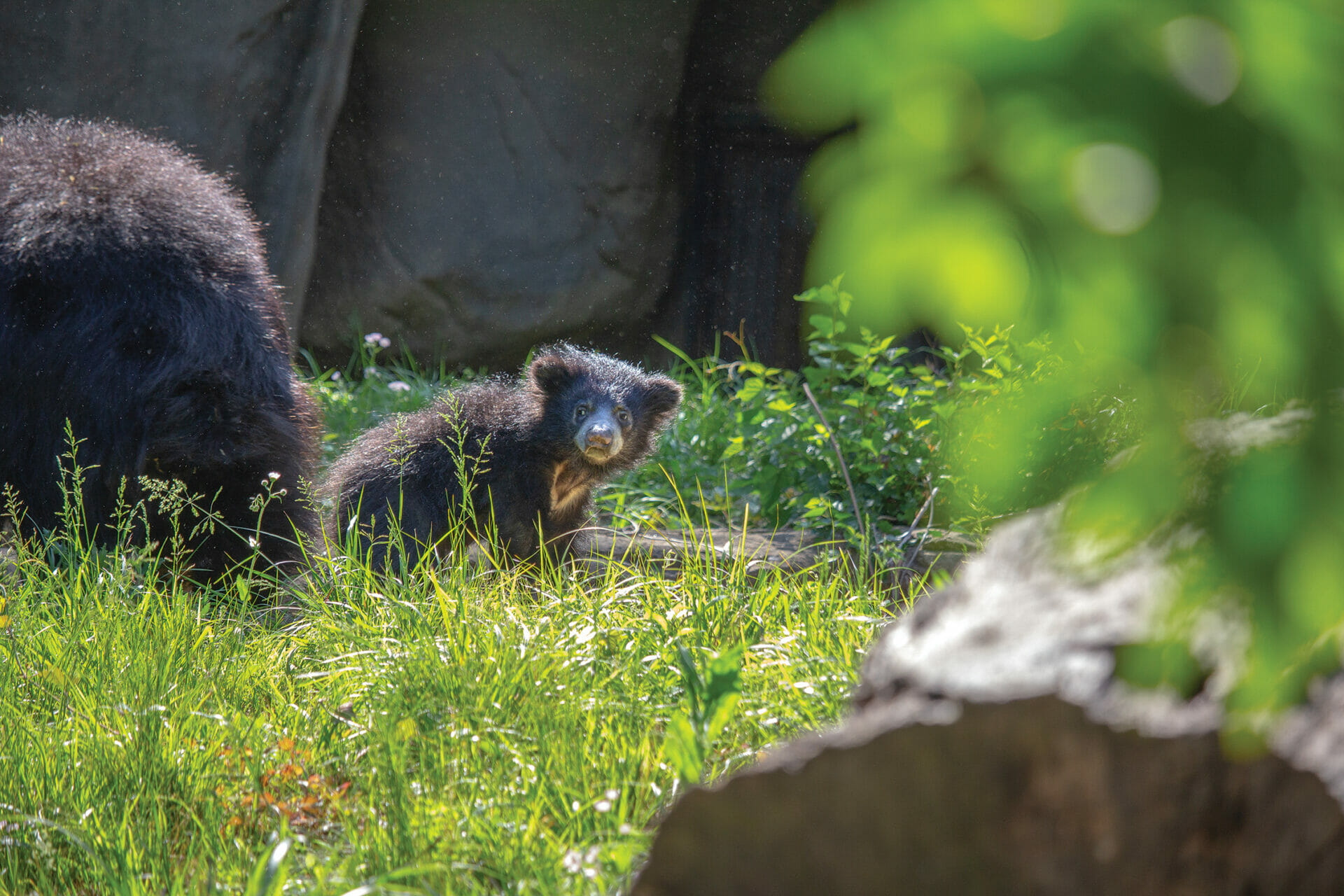Philadelphia Zoo Celebrates Public Debut of Twin Sloth Bear Cubs and Invites Public to Help Choose Their Names