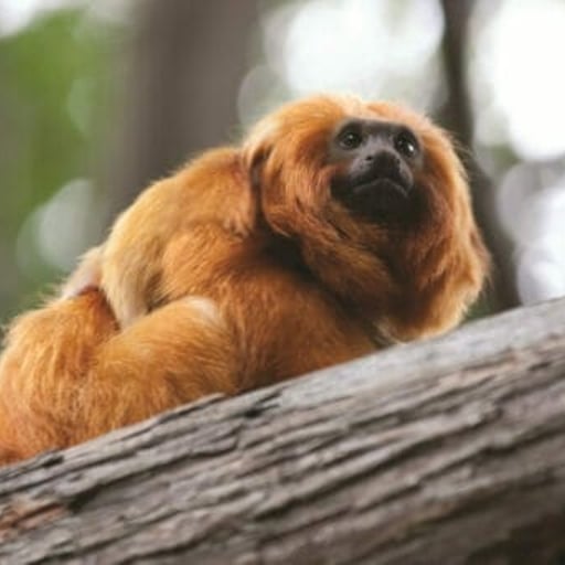 GoldenLionTamarin WithBaby 10 512x341 1