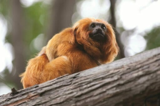 GoldenLionTamarin WithBaby 10 512x341 1