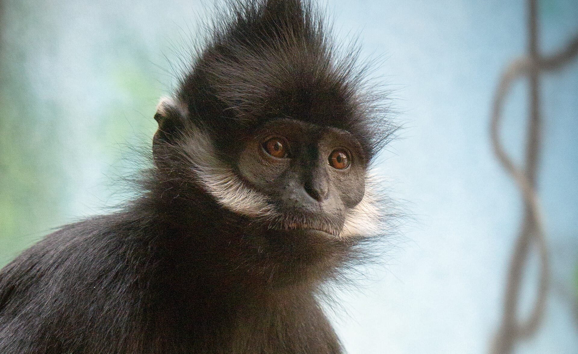 FrancoisLangur Chester 7489