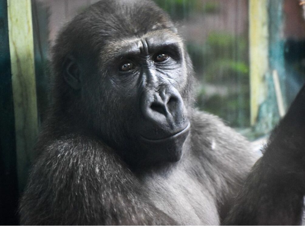 Ajabu, Philadelphia Zoo’s 6-year-old western lowland gorilla, transferring zoos as part of Species Survival Plan