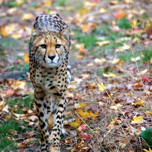 Cheetah JMiner 1557
