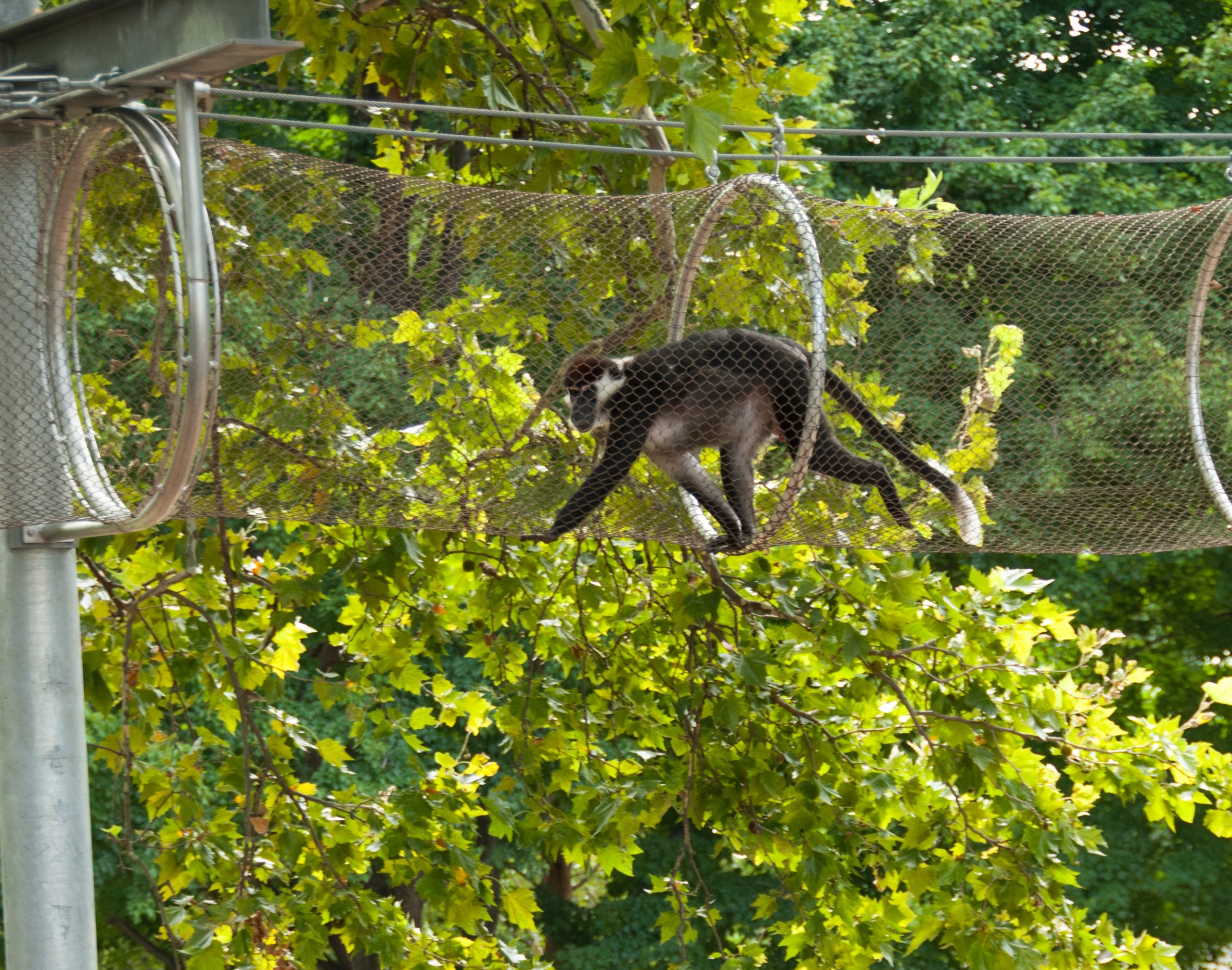 Red cappedMangaby TreetopTrail PressEvent 07.28.11 0154 1 scaled