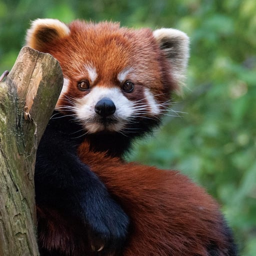 Red Panda 4