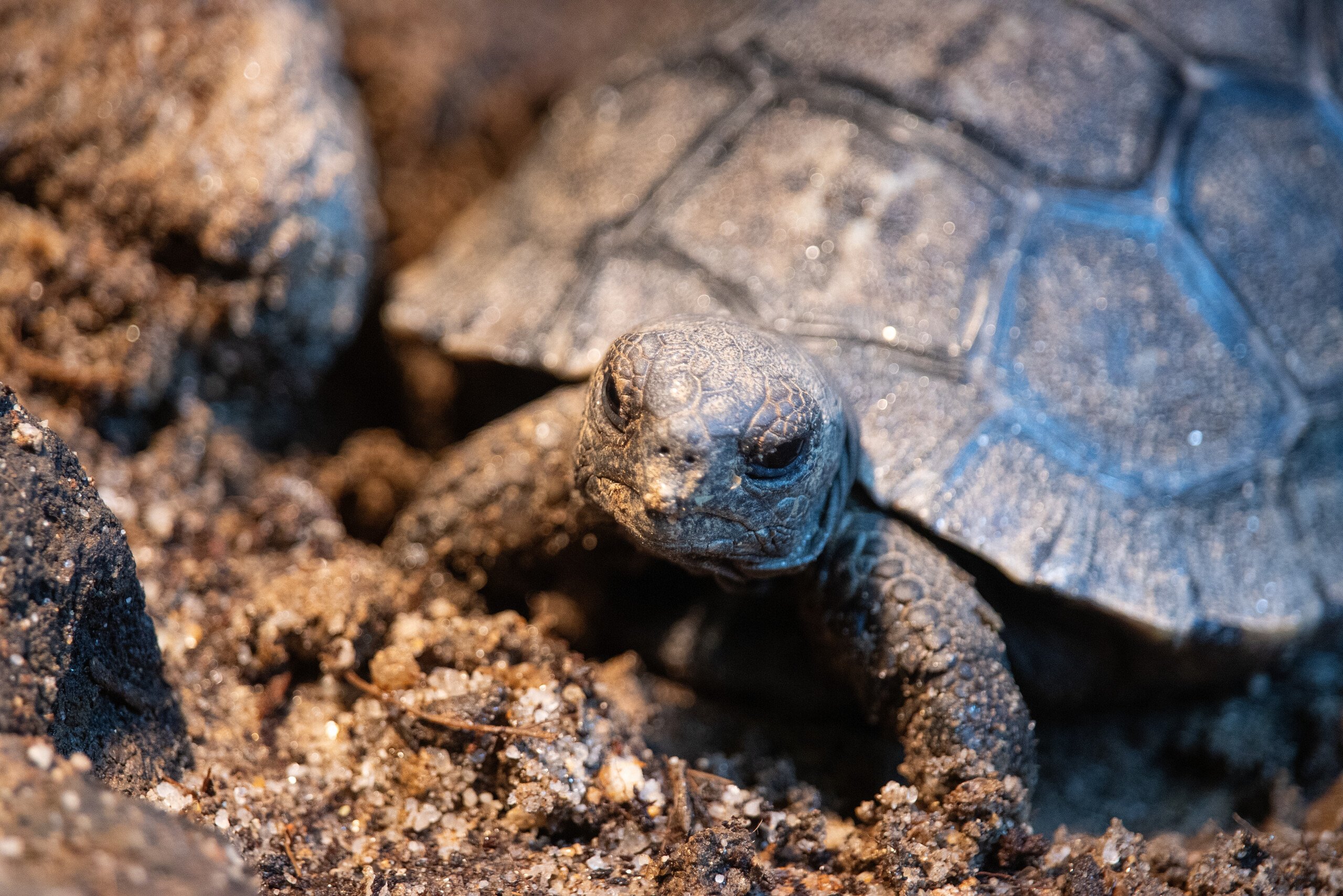 A Western Santa Cruz Galapagos tortoise hatchling in its habitat at the Reptile and Amphibian House at Philadelphia Zoo.