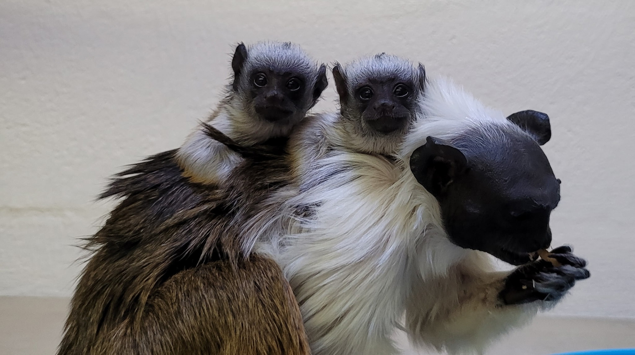 Pied Tamarin Babies
