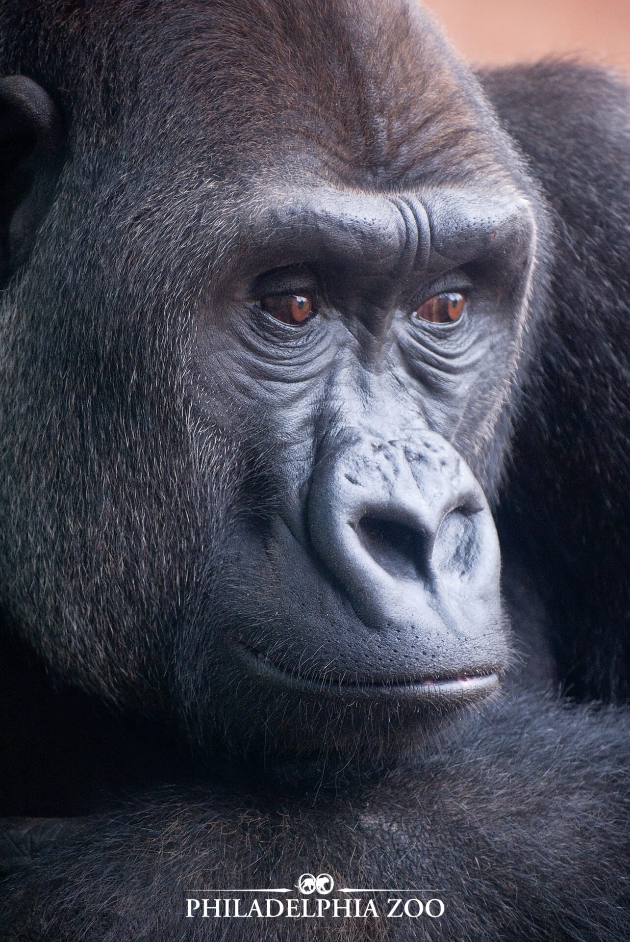 WesternLowlandGorilla highres