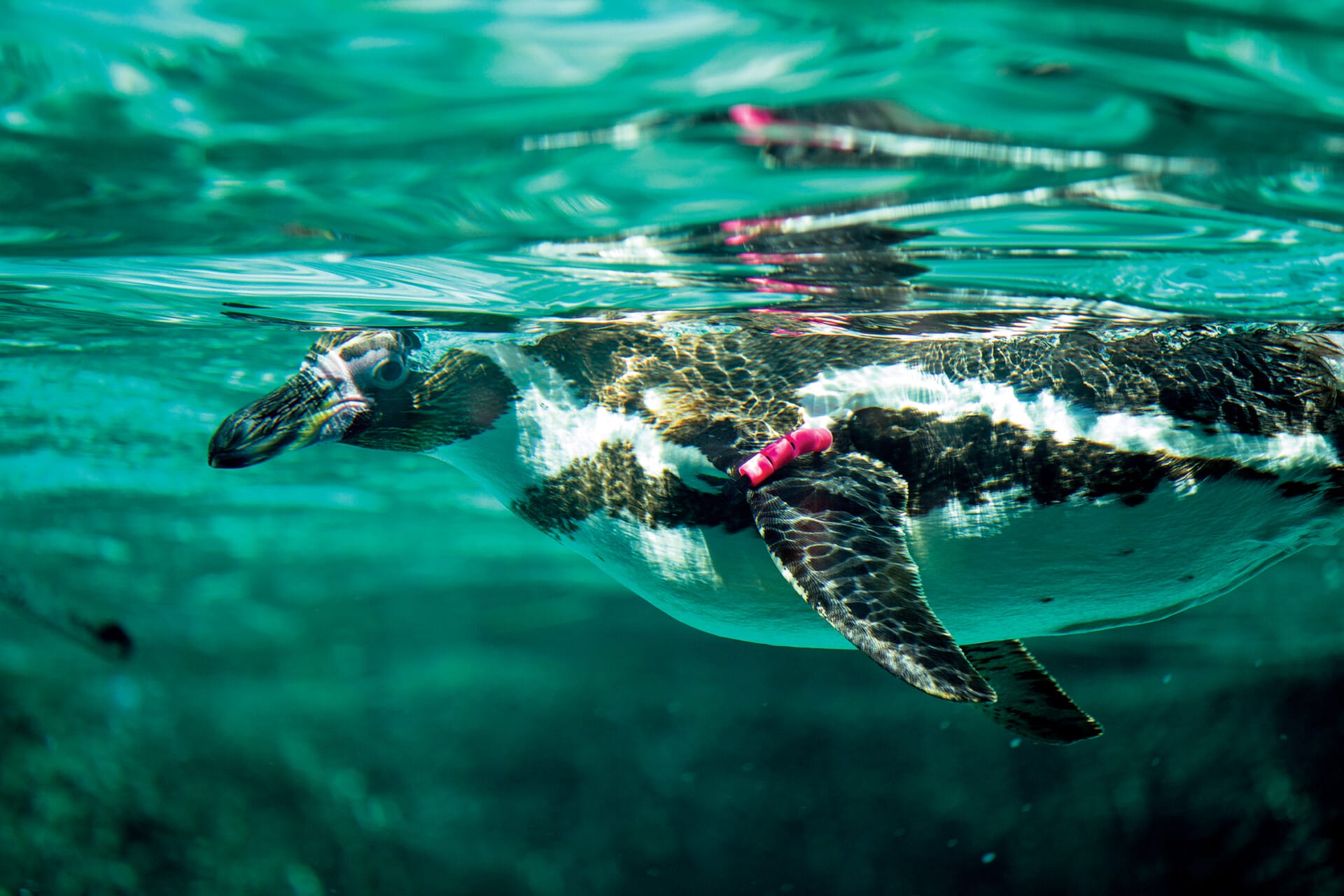 Philly Zoo & 30x30 The Plan to Protect Nature Philadelphia Zoo