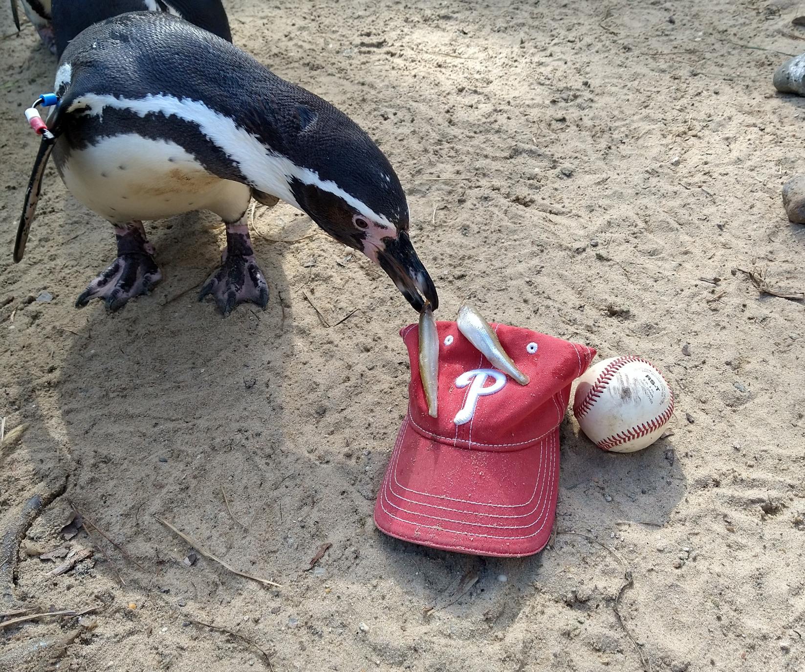Phillies realmuto penguin