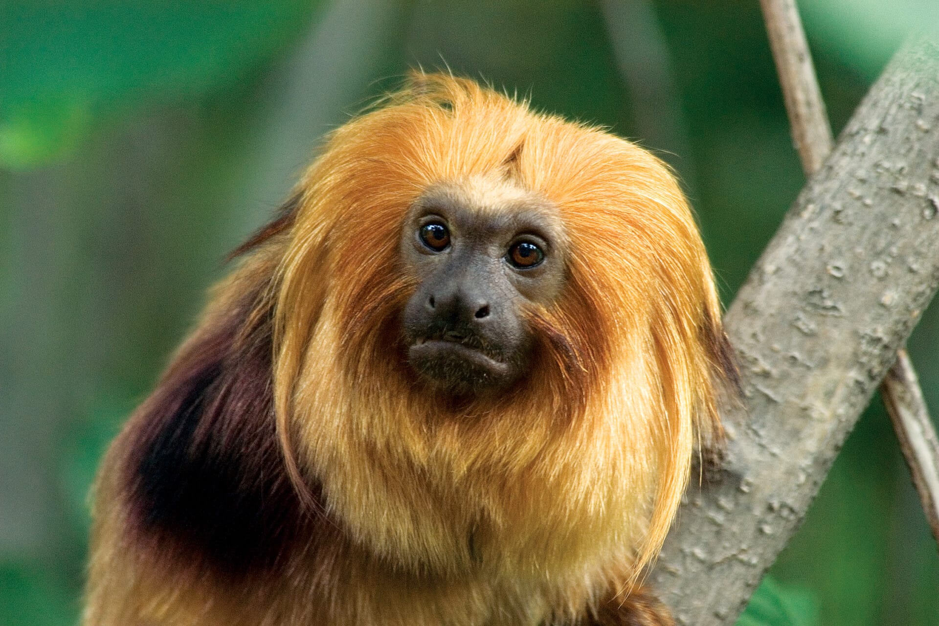 GoldenLionTamarin 06