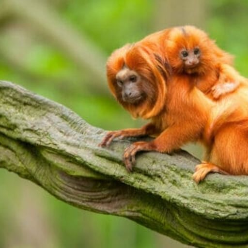 GoldenLionTamarin Shutterstock 63989422 1 512x341 1