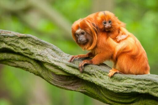 GoldenLionTamarin Shutterstock 63989422 1 512x341 1