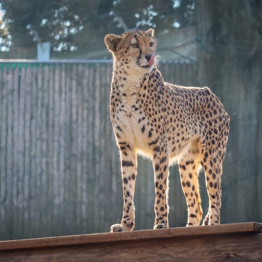 cheetah 4