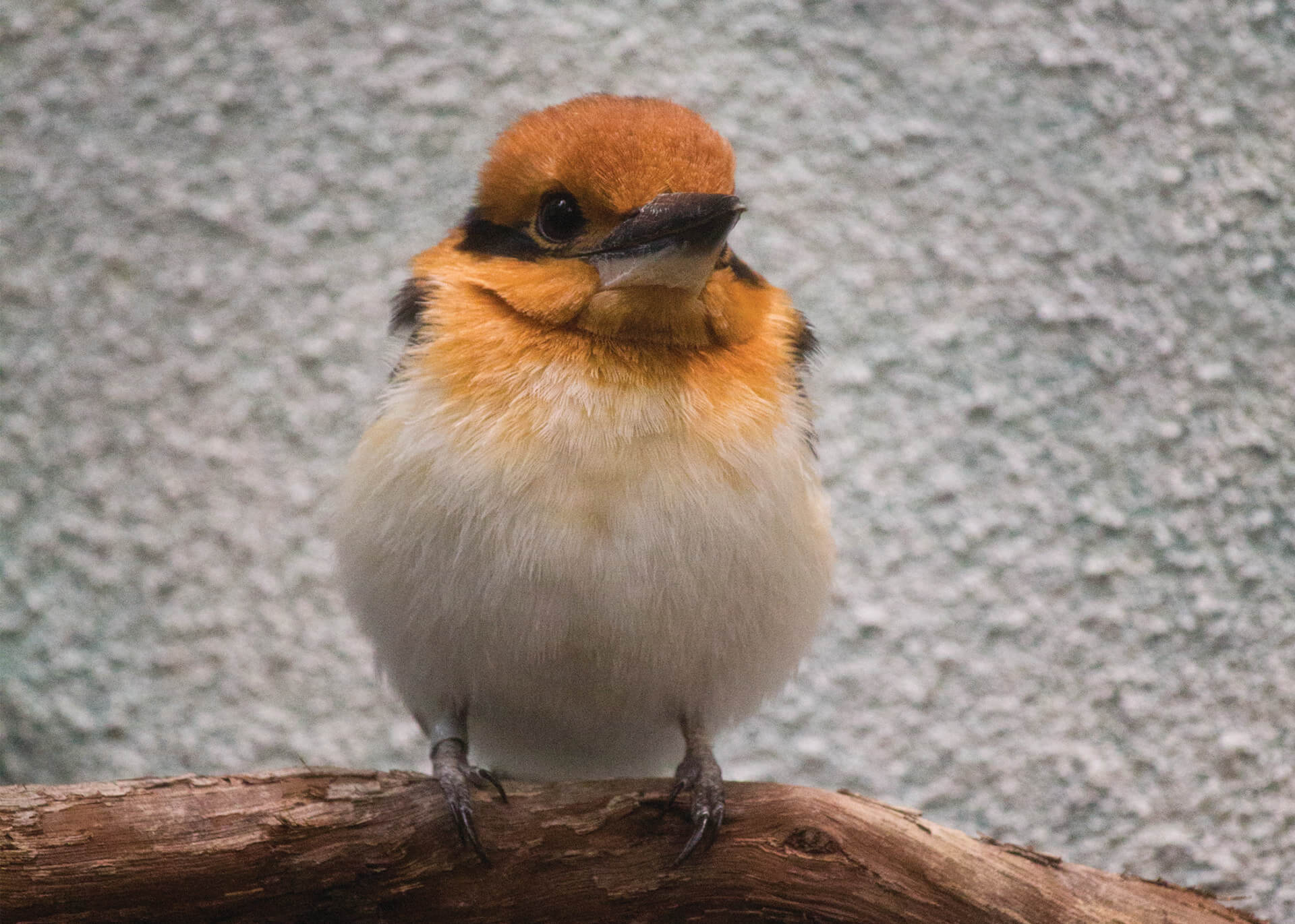 GuamKIngfisher Chick 2787