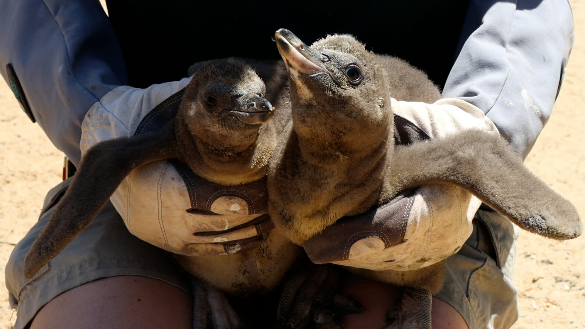 Penguin chicks