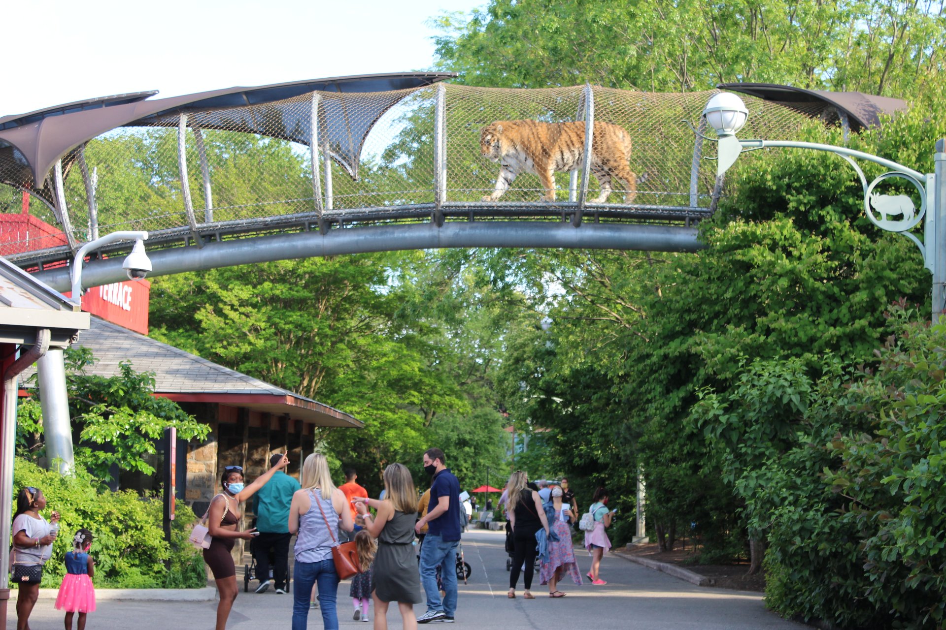tiger in zoo trail scaled