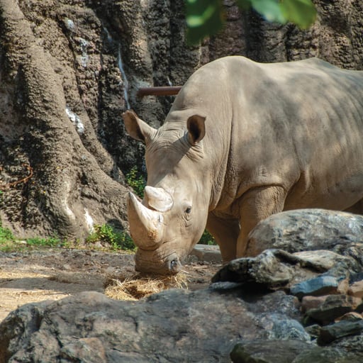 WhiteRhino Tony 0185