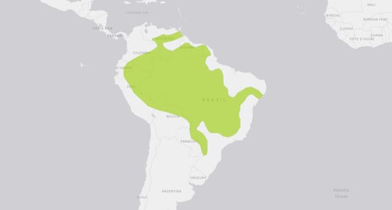 Giant River Otter range