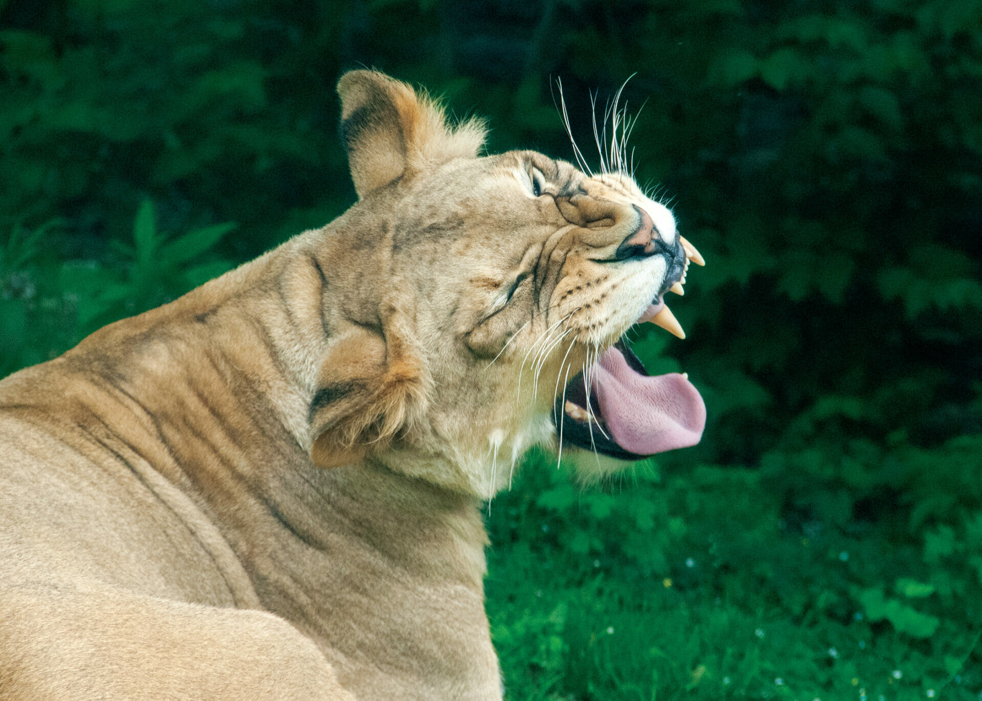 AfricanLion TajiriYawning