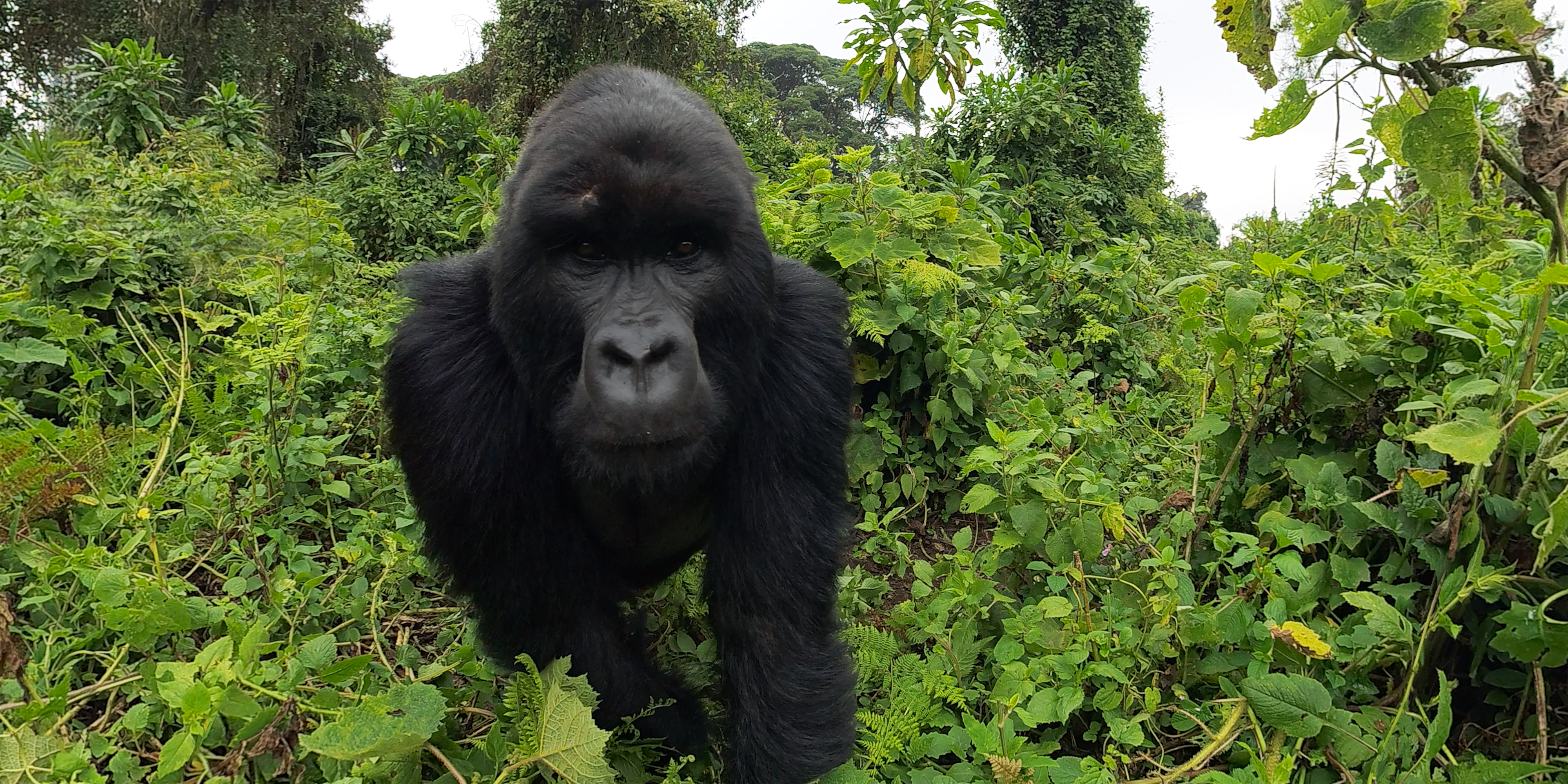Immotion GorillaTrek Image4
