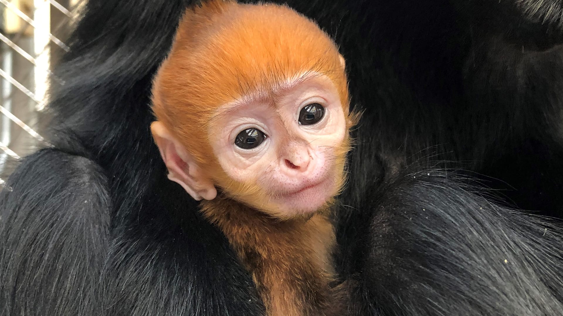 Francois langur baby 1 1