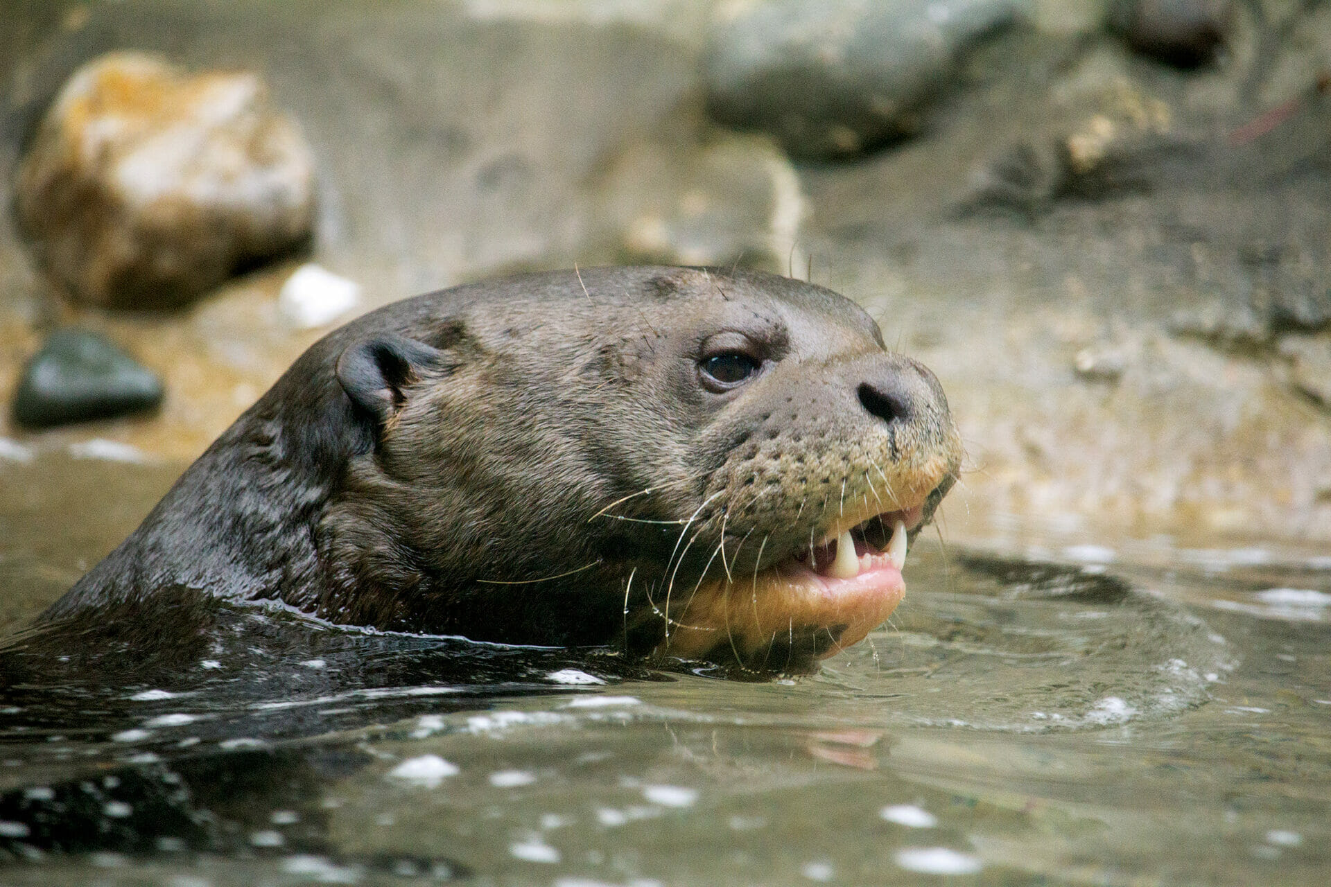 Giant river otter Thor swims in a pool in his habitat in Water is Life at the Philadelphia Zoo.