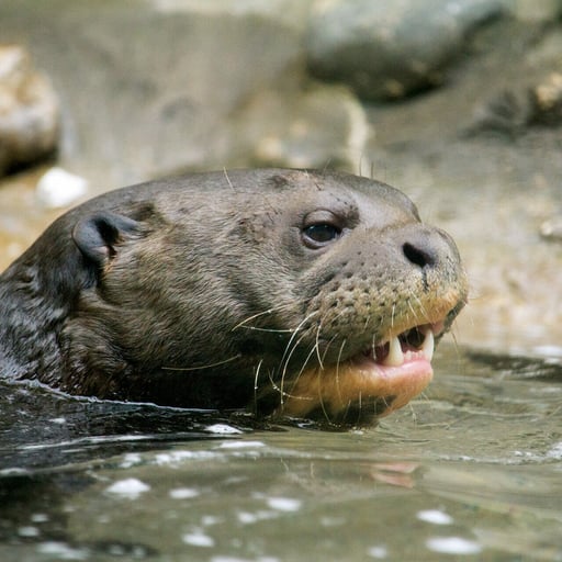 Otter Otter