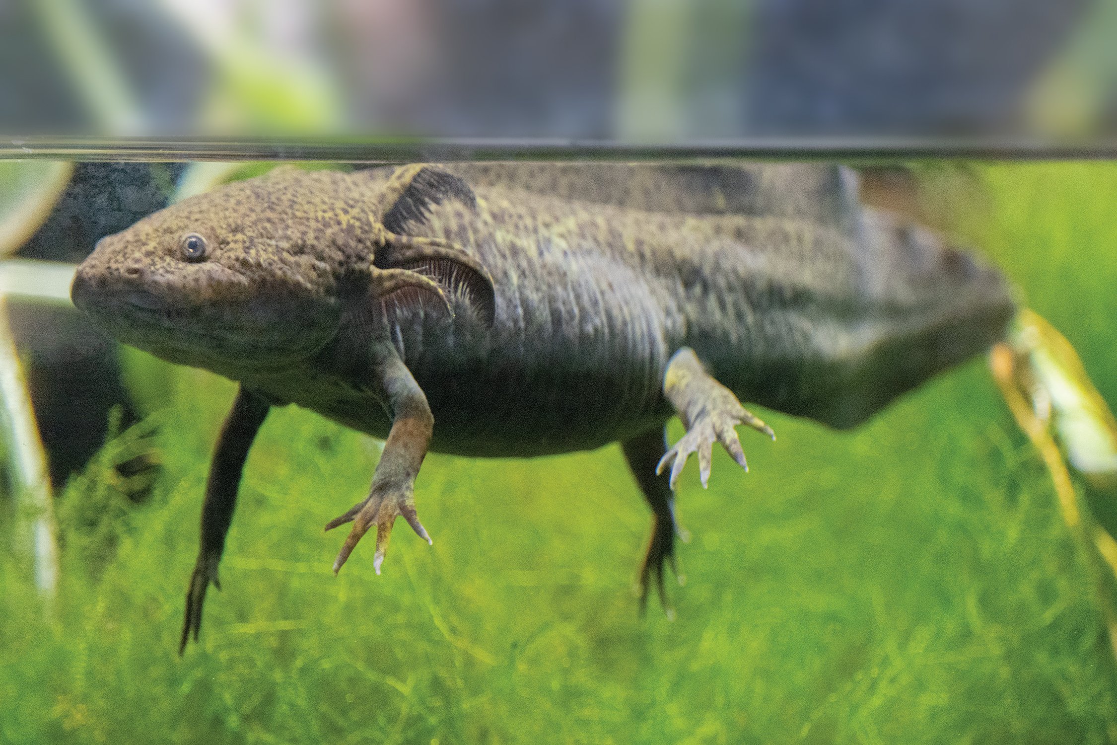 An axolotl swims in its enclosure in the Reptile and Amphibian House at Philadelphia Zoo.