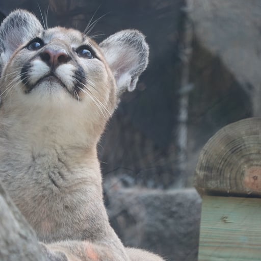 Puma cub Elbroch looking up