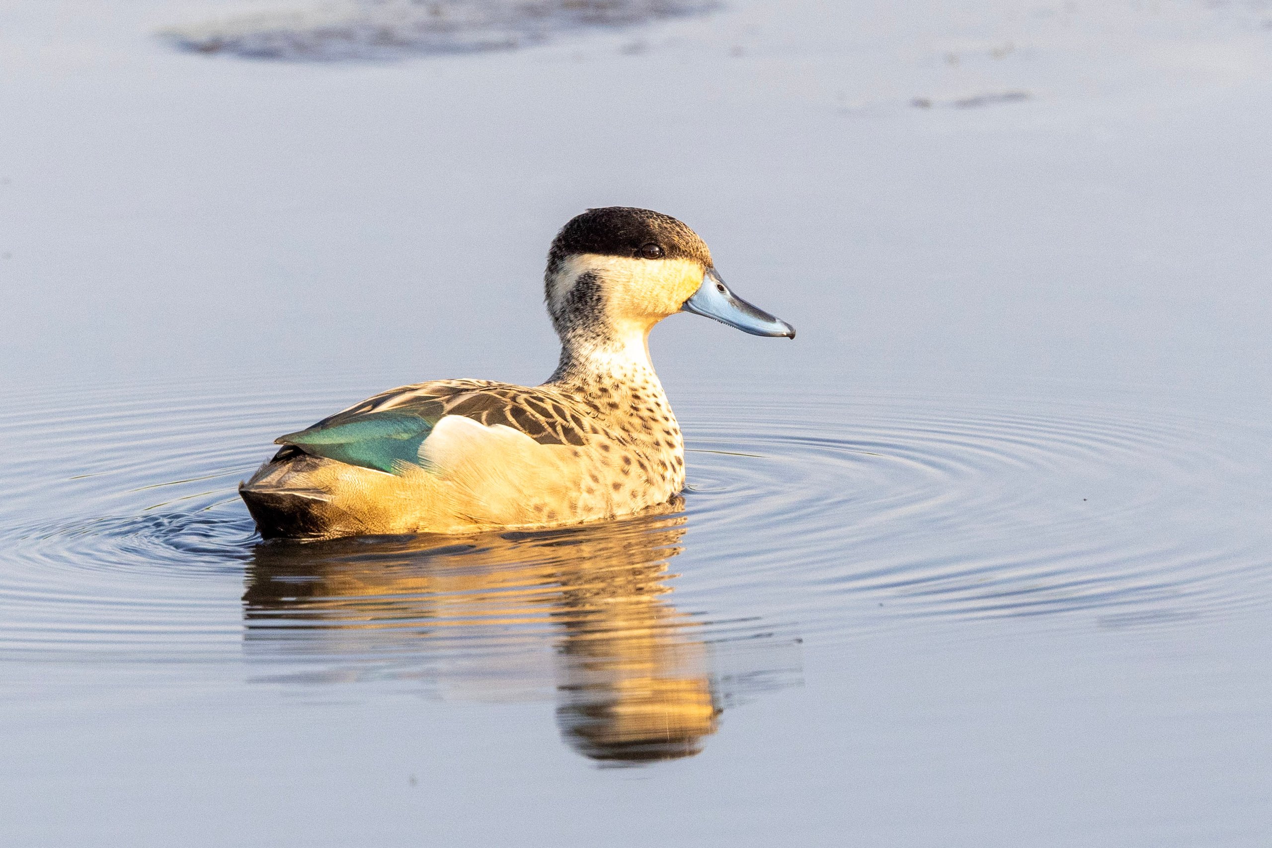 A blue-billed teal, one of the species guests can find inside the rainforest exhibit at the Philadelphia Zoo's McNeil Avian Center.