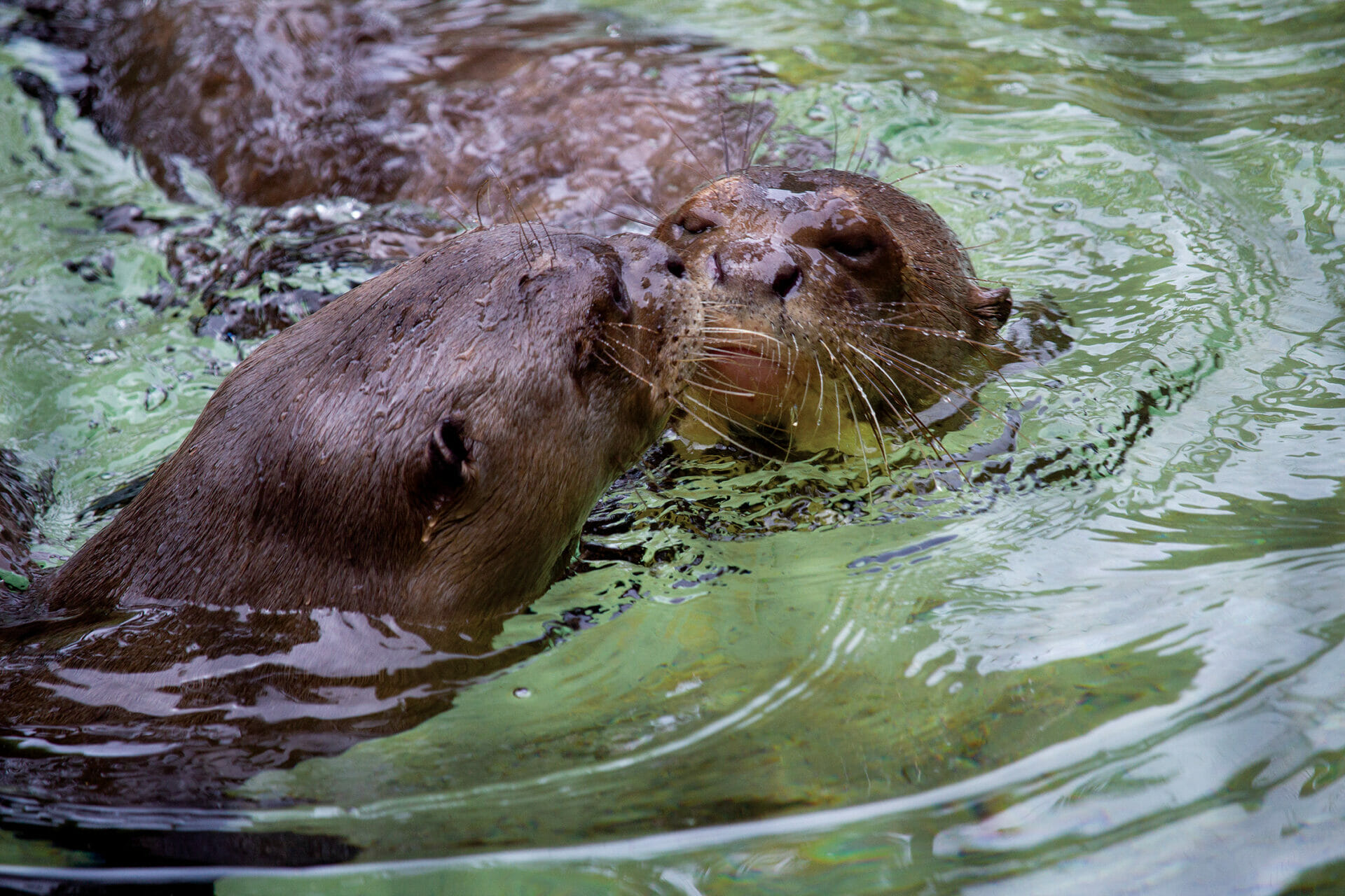 Introducing a New Giant River Otter to the Group