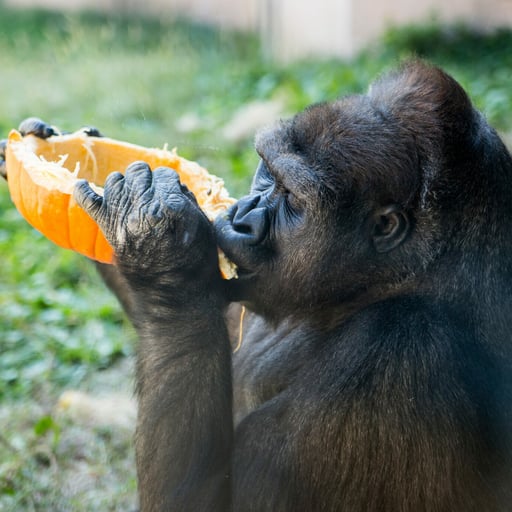 BeastFeast WesternLowlandGorilla SAS 5363 1