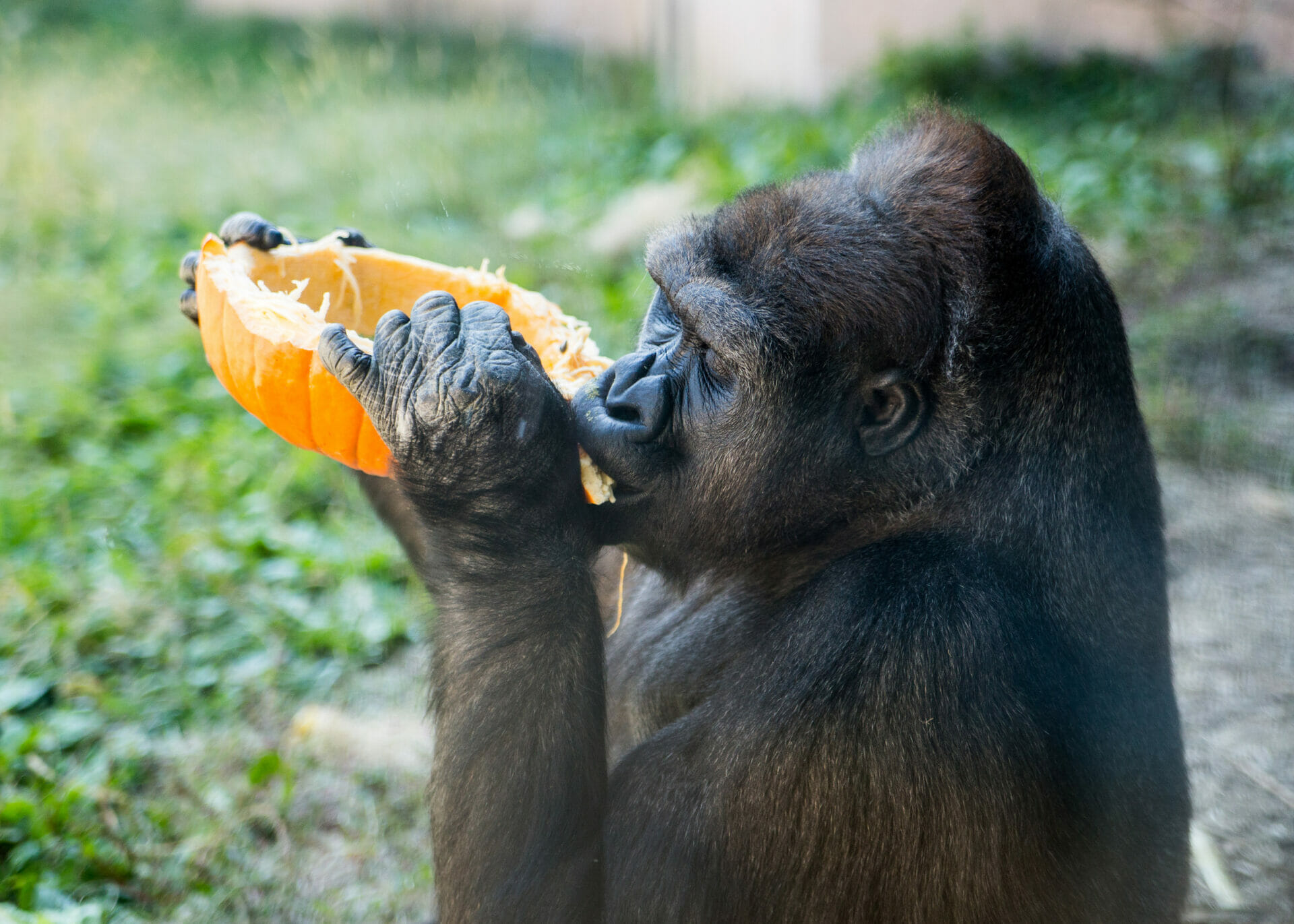 BeastFeast WesternLowlandGorilla SAS 5363 1