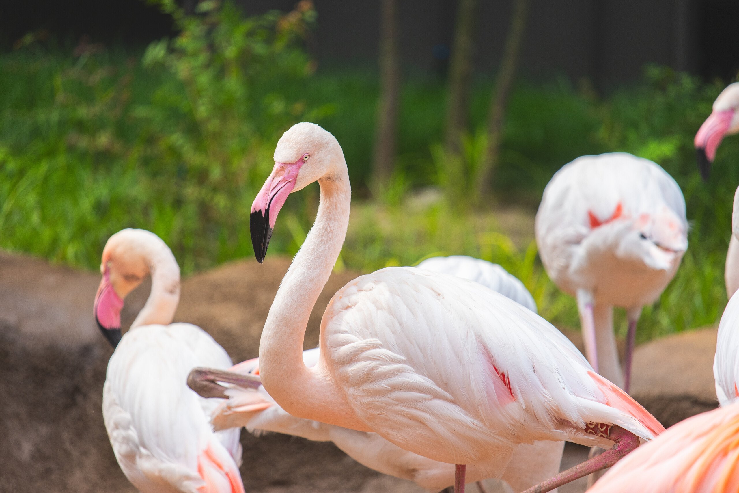 A flamboyance of flamingos inside Flamingo Cove at Philadelphia Zoo.