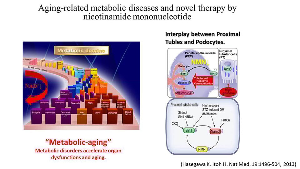 Aging-related metabolic diseases and novel therapy by nicotinamide mononucleotide