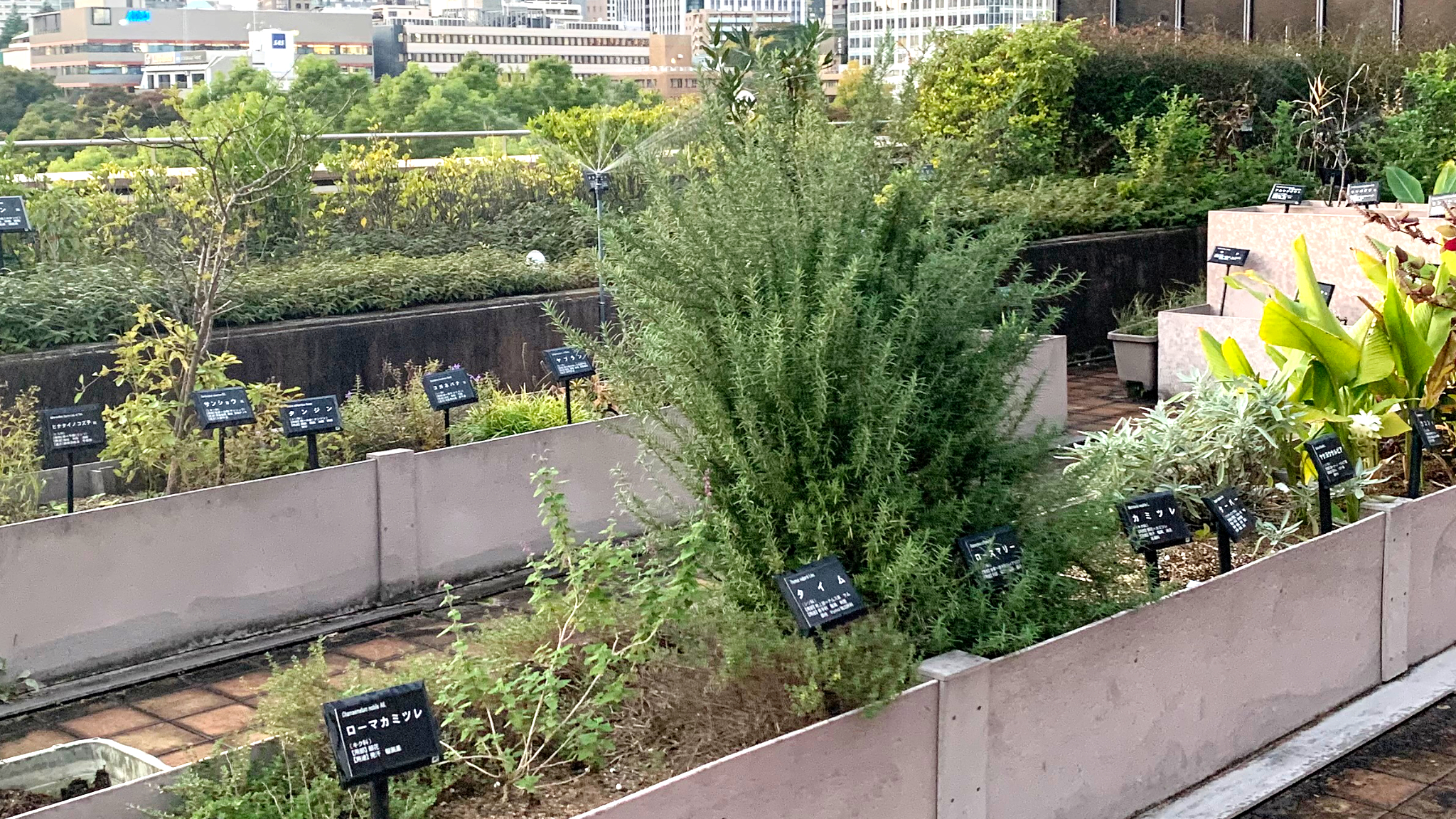 【薬用植物】 プランターや鉢に定植され名札がついています