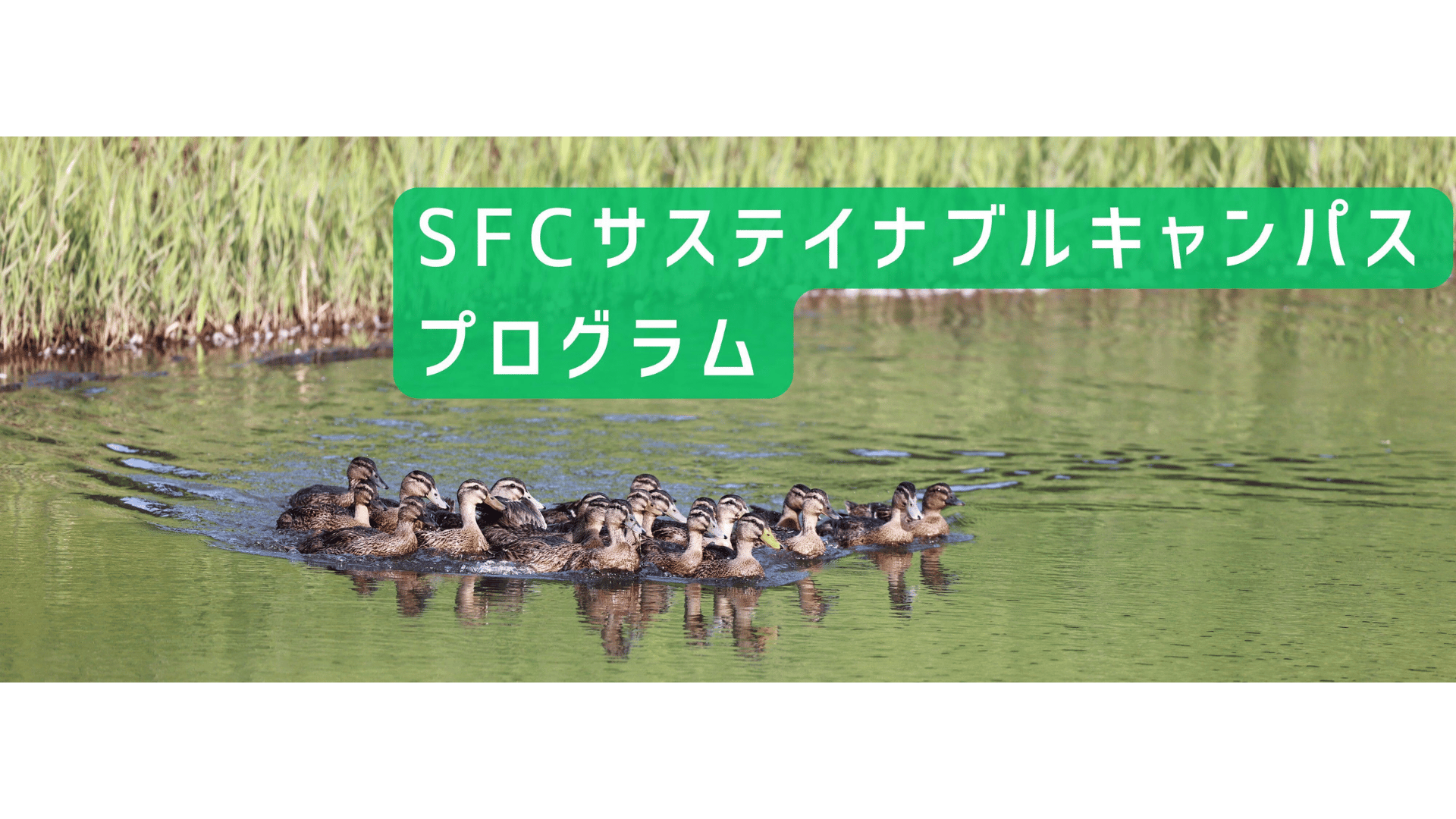 サステイナブルキャンパスプログラム