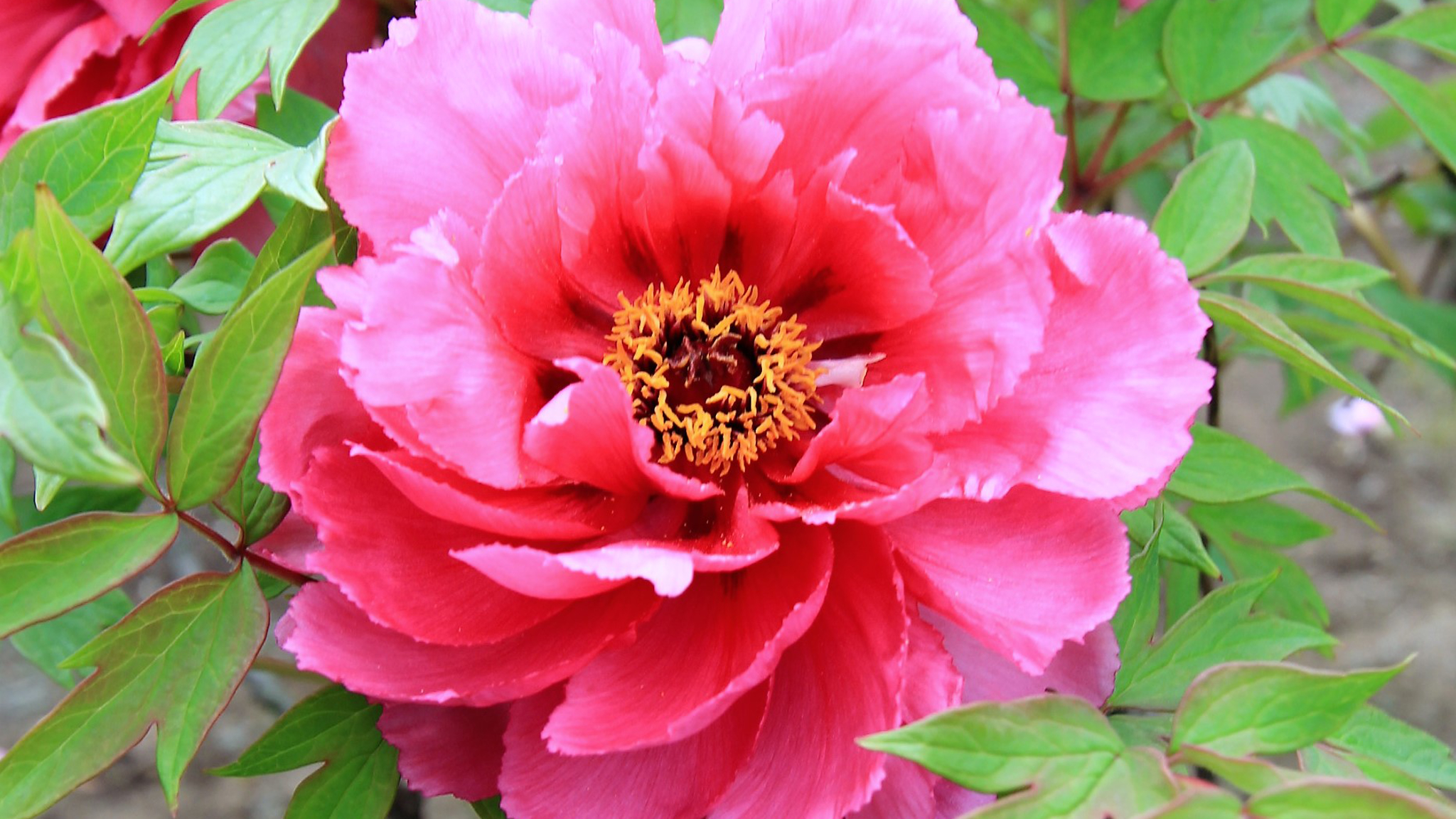 【ボタン】 ボタン科　根皮が生薬「牡丹皮」になります